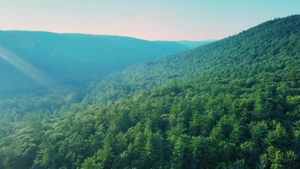 Повітряні Безпілотні Кадри Палючого Соснового Лісу Аппалачських Горах Нью Йоркській — стокове відео