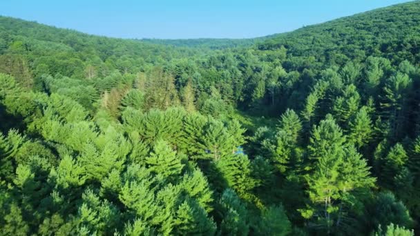 阿巴拉契亚山脉一片清澈的松树林风景的空中无人驾驶镜头 这是在纽约的哈德逊谷夏天在Catskill山的子山脉 — 图库视频影像