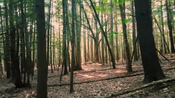 Bela Luz Dourada Durante Pôr Sol Verão Uma Floresta Mágica — Vídeo de Stock