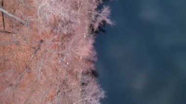 Yukarıdan aşağıya, kuşlar çıplak ağaçlar ve kıyı şeritleriyle kışın orman ve göl kıyılarını gözetliyor.