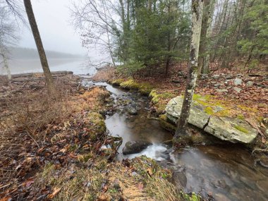New York 'taki Catskill Dağları' ndaki sisli dağ gölüne doğru ormanlık bir kıyı şeridinden akan dar bir dere. Yosun kaplı kayalar, çıplak ağaçlar ve yumuşak kış ışığı sessiz ve vahşi atmosferik bir ortam yaratır..
