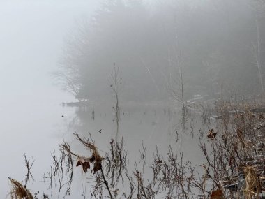 New York 'taki Catskill Dağları' ndaki sisli bir göl boyunca uzanan durgun su, kıyı şeridi bitkilerinin yüzeye yansıması. Sessiz, atmosferik vahşi doğa sahnesi yumuşak kış ışığı, sessiz tonlar ve sakin, doğal bir ruh hali..