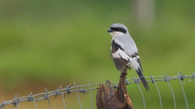 Çin Gri Örümceği tünedi