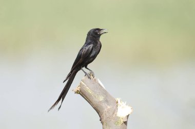 Siyah drongo bir kütüğe tünemiş.