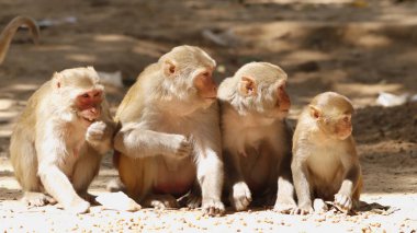 Doğa duygularında birliktelik