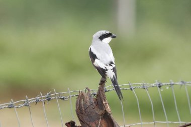 Beyaz boğazlı balıkçı tünemiş
