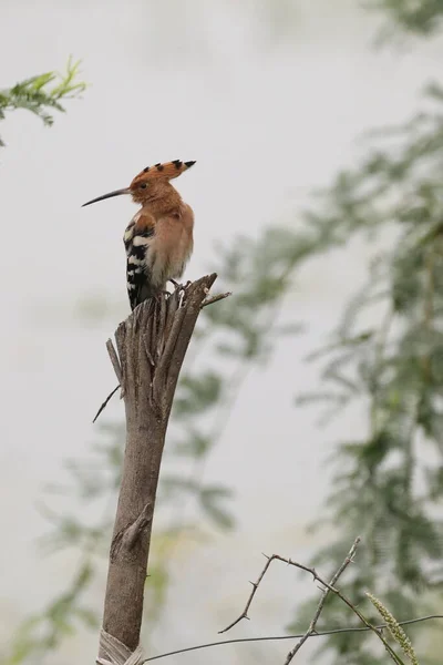 Euroasijský Hoopoe Sedí Pařezu — Stock fotografie