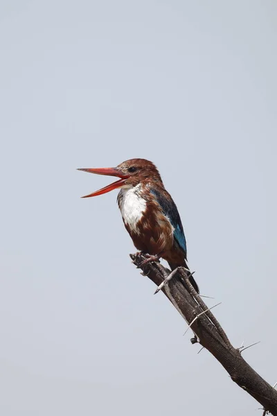 Garganta Blanca Martín Pescador Encaramado — Foto de Stock