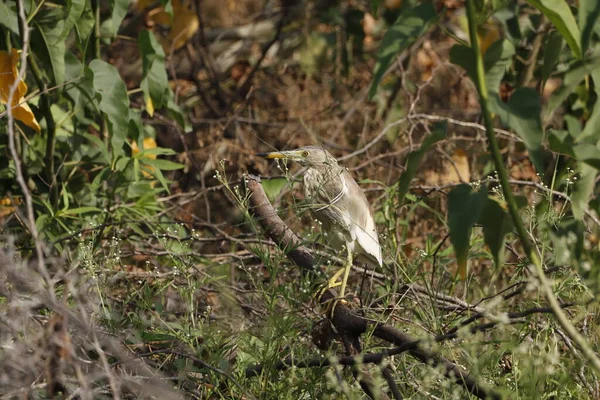 Indiska Dammen Heron Uppflugen — Stockfoto