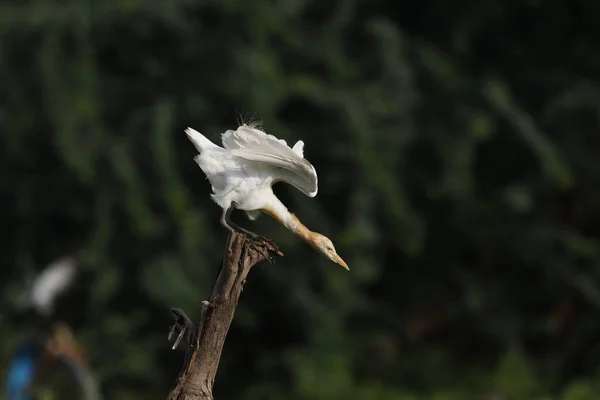 Aigrette Bovin Perchée Sur Une Souche — Photo