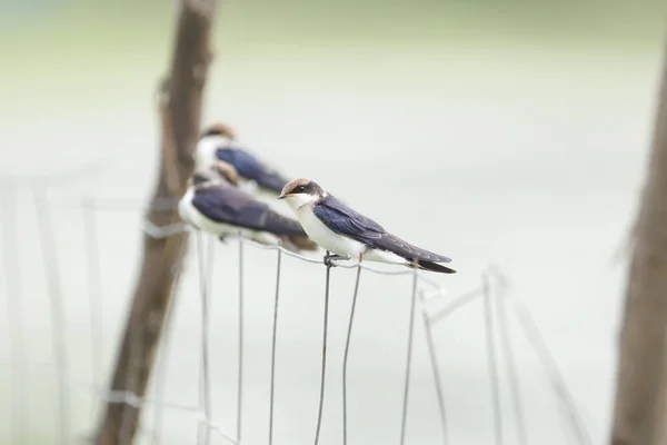 Eine Drahtschwanzschwalbe Hockt Auf Einem Zaun — Stockfoto