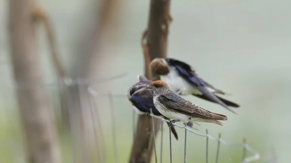 Une Hirondelle Queue Métallique Perchée — Photo