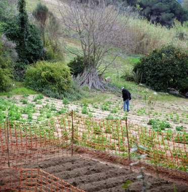 Yaşlı bir adam kendi çıkarı için toprağını eker..