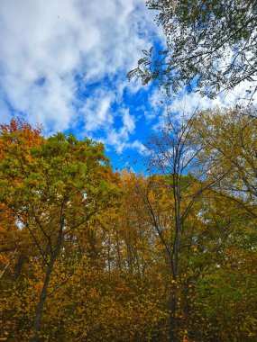 Güzel sonbahar manzarası, uzun altın dallı ağaçlar beyaz bulutlu açık mavi gökyüzüne karşı. Muntele Rece, Cluj, Romanya