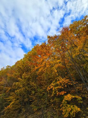 Yeşil, sarı ve kırmızı yapraklı güzel renkli ağaç ormanı beyaz bulutlu açık mavi gökyüzüne karşı. Muntele Rece, Cluj, Romanya