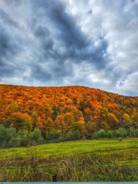 Parlak yeşil, turuncu ve kırmızı yapraklı, bulutlu bir gökyüzü altında sonbahar ormanı olan renkli bir manzara. Valea Ierii, Cluj, Romanya