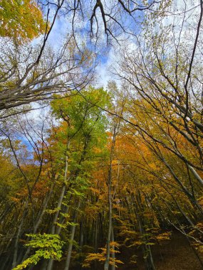 Ormandaki güzel bir sonbahar gününde renkli ağaçların gölgesine bakıyorum. Yeşil, turuncu ve kırmızı yapraklar beyaz bulutlu mavi gökyüzü ile tezat oluşturuyor. Salicea, Cluj, Romanya