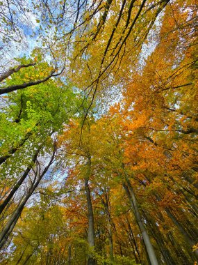 Ormandaki güzel bir sonbahar gününde renkli ağaçların gölgesine bakıyorum. Yeşil, turuncu ve kırmızı yapraklar beyaz bulutlu mavi gökyüzü ile tezat oluşturuyor. Salicea, Cluj, Romanya