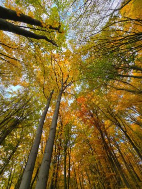 Ormandaki güzel bir sonbahar gününde renkli ağaçların gölgesine bakıyorum. Yeşil, turuncu ve kırmızı yapraklar beyaz bulutlu mavi gökyüzü ile tezat oluşturuyor. Salicea, Cluj, Romanya
