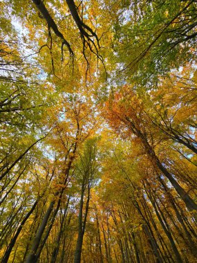 Ormandaki güzel bir sonbahar gününde renkli ağaçların gölgesine bakıyorum. Yeşil, turuncu ve kırmızı yapraklar beyaz bulutlu mavi gökyüzü ile tezat oluşturuyor. Salicea, Cluj, Romanya