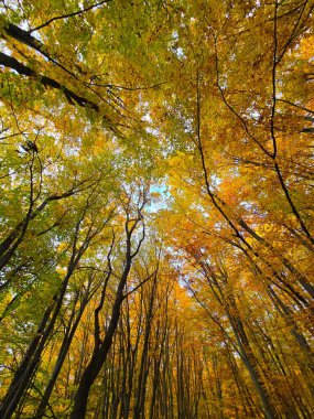 Ormandaki güzel bir sonbahar gününde renkli ağaçların gölgesine bakıyorum. Yeşil, turuncu ve kırmızı yapraklar beyaz bulutlu mavi gökyüzü ile tezat oluşturuyor. Salicea, Cluj, Romanya