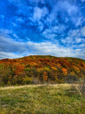 Yeşil otlaklı güzel sonbahar manzarası, yeşil, sarı, turuncu ve kırmızı yapraklı renkli yaprak ormanı ve beyaz bulutlu parlak mavi gökyüzü. Salicea, Cluj, Romanya