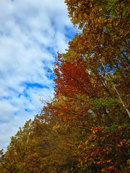 Sonbaharda, altın ve kırmızı renkli orman ağaçları beyaz bulutlu mavi gökyüzüne karşı. Muntele Rece, Cluj, Romanya