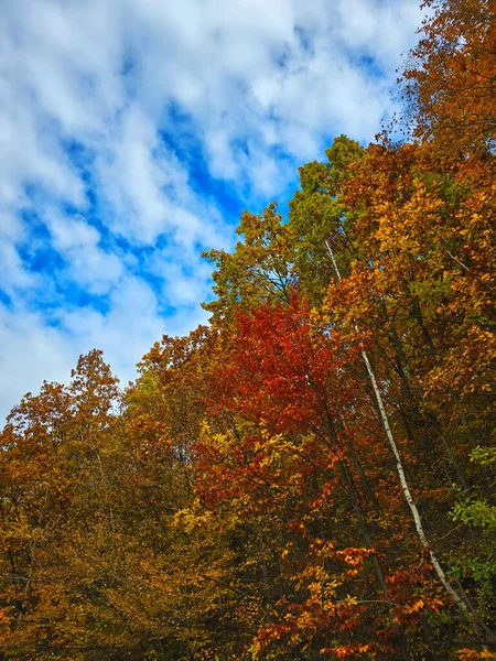 Yeşil, sarı ve kırmızı yapraklı güzel renkli ağaç ormanı beyaz bulutlu açık mavi gökyüzüne karşı. Muntele Rece, Cluj, Romanya