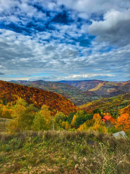 Sonbaharda orman dağları üzerinde kırmızı, sarı, turuncu, yeşil ağaçlar, bulutlu mavi gökyüzü, çimenlerin arasında gizlenmiş şirin geyikler kameraya bakıyor. Muntele Rece, Cluj, Romanya