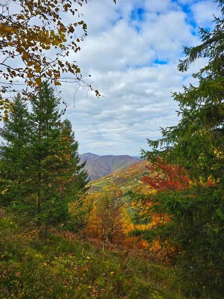 Güzel sonbahar manzarası, dağ vadisinde bulunan yeşil ağaçlar boyunca renkli yapraklar ve beyaz bulutlu mavi bir gökyüzü. Muntele Rece, Cluj, Romanya