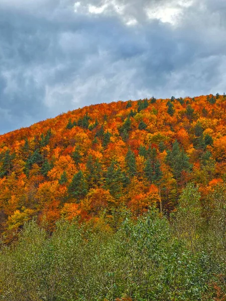 Bulutlu bir gökyüzünün altında parlak yeşil, sarı, turuncu ve kırmızı yapraklı renkli sonbahar ormanları. Valea Ierii, Cluj, Romanya