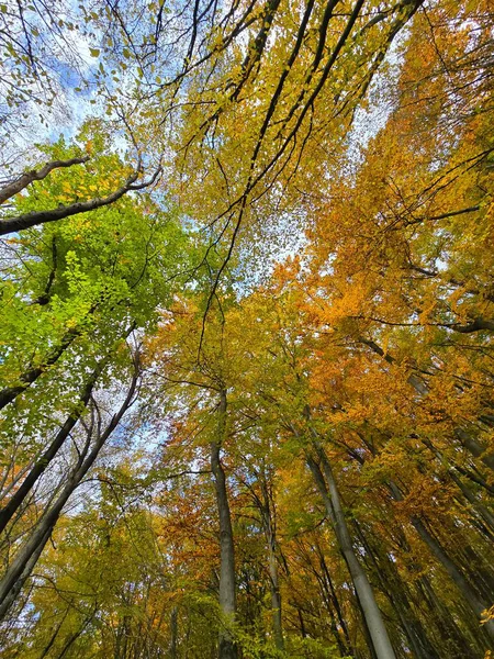 Ormandaki güzel bir sonbahar gününde renkli ağaçların gölgesine bakıyorum. Yeşil, turuncu ve kırmızı yapraklar beyaz bulutlu mavi gökyüzü ile tezat oluşturuyor. Salicea, Cluj, Romanya