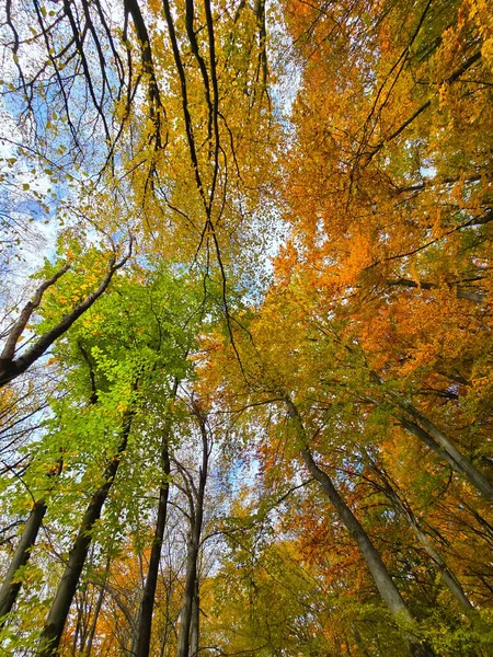Ormandaki güzel bir sonbahar gününde renkli ağaçların gölgesine bakıyorum. Yeşil, turuncu ve kırmızı yapraklar beyaz bulutlu mavi gökyüzü ile tezat oluşturuyor. Salicea, Cluj, Romanya