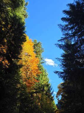 Yeşil, sarı ve turuncu yapraklı ağaçların arasından güzel bir sonbahar gününde açık mavi gökyüzüne bakıyorum. Rachitele, Cluj, Romanya