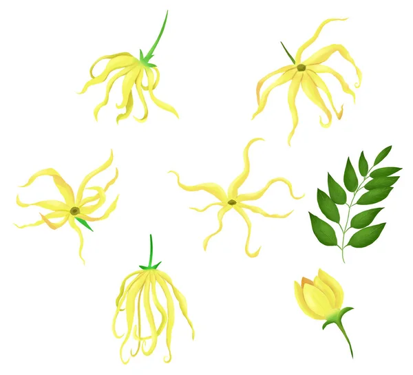 Ylang-Ylang Bellissimi fiori tropicali poster confezione volantino Natura Esotico — Foto Stock