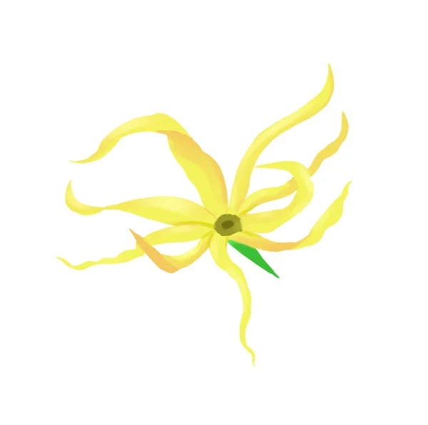 Ylang-Ylang Hermosas flores tropicales cartel volante embalaje naturaleza exótico — Foto de Stock