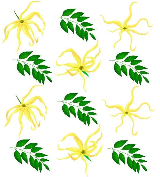 Ylang-Ylang Mooie tropische bloemen poster flyer verpakking Natuur Exotische planten — Stockfoto