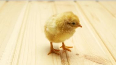 Tahta zeminde sarı bir civciv