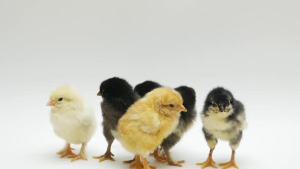 Filhotes recém-nascidos em fundo branco. Pequenas galinhas amarelas em um fundo branco — Vídeo de Stock