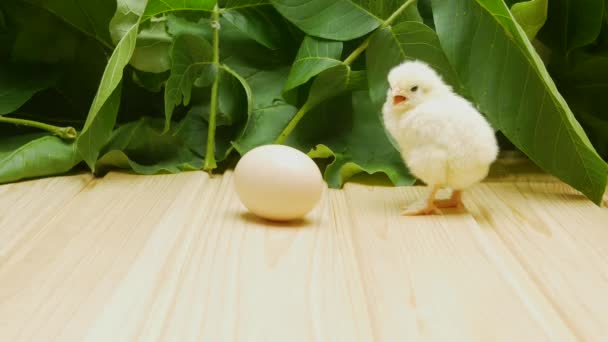 Pollito recién nacido y huevo de gallina en el fondo de las plantas. — Vídeos de Stock