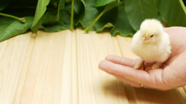 Little Chicken in hands. Little cute fluffy yellow chick in man hands — Stock Video