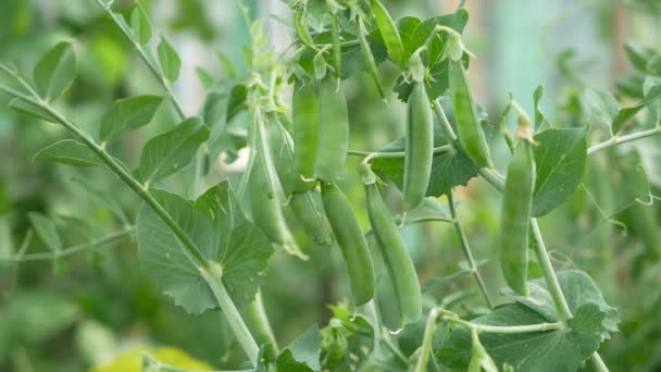 A peas harvesting. Green peas, man tears peas — Stock Video