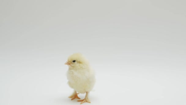 白色背景的刚出生的小鸡四.后续行动 — 图库视频影像