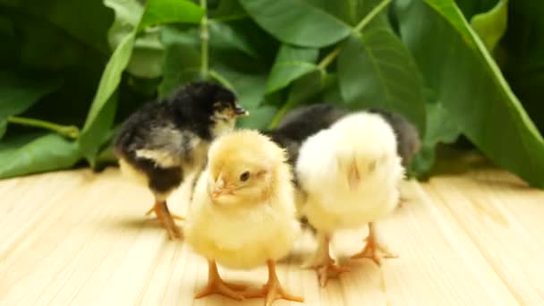 Een groepje pasgeboren kuikens op de achtergrond van de planten — Stockvideo