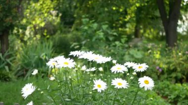 Papatya çiçekleri yakın plan. Güzel doğa sahnesi.