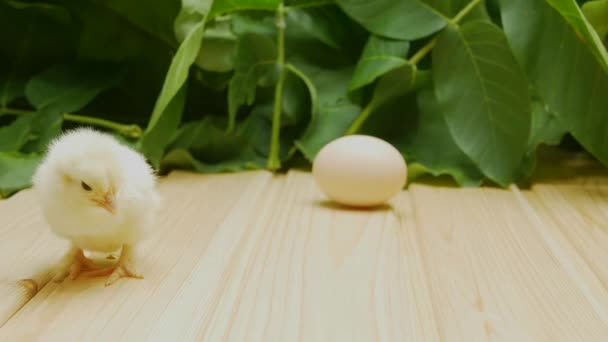 Yellow newborn chick and chicken egg on the background of plants. Close-up — Stock Video