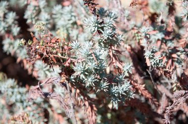 Ardıç otlar, macchia bitki örtüsü