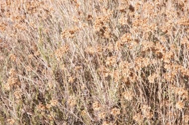 sonsuz Çiçek rengi bozulmayan çiçek