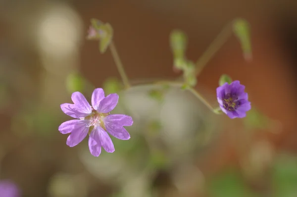 温柔的丁香花 — 图库照片