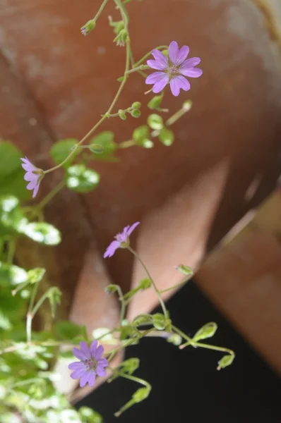 温柔花朵 — 图库照片